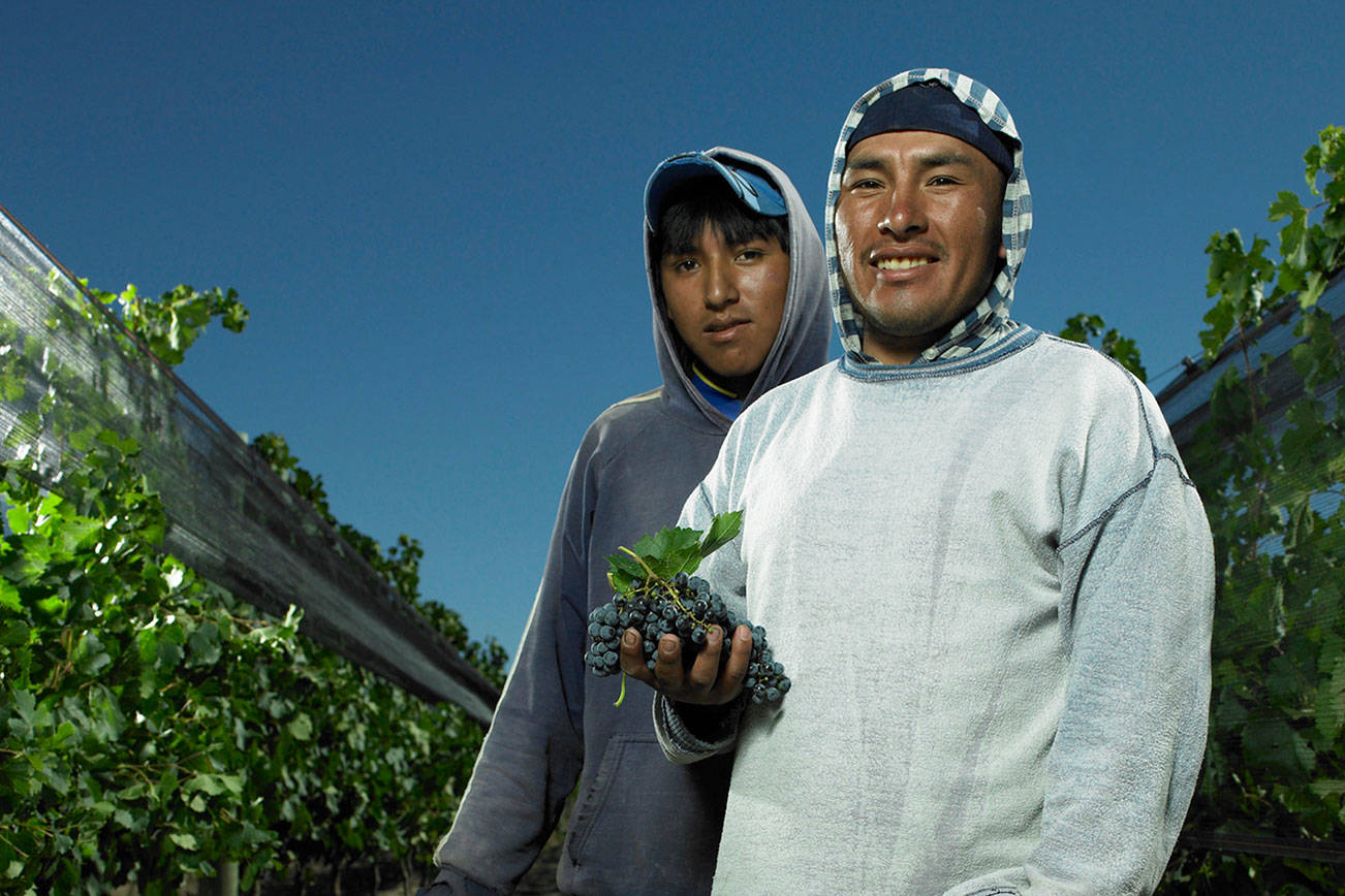 Fiscal General de Washington: Trabajadores agrícolas deben recibir un pago justo por todas las actividades relacionadas con el trabajo de recolección