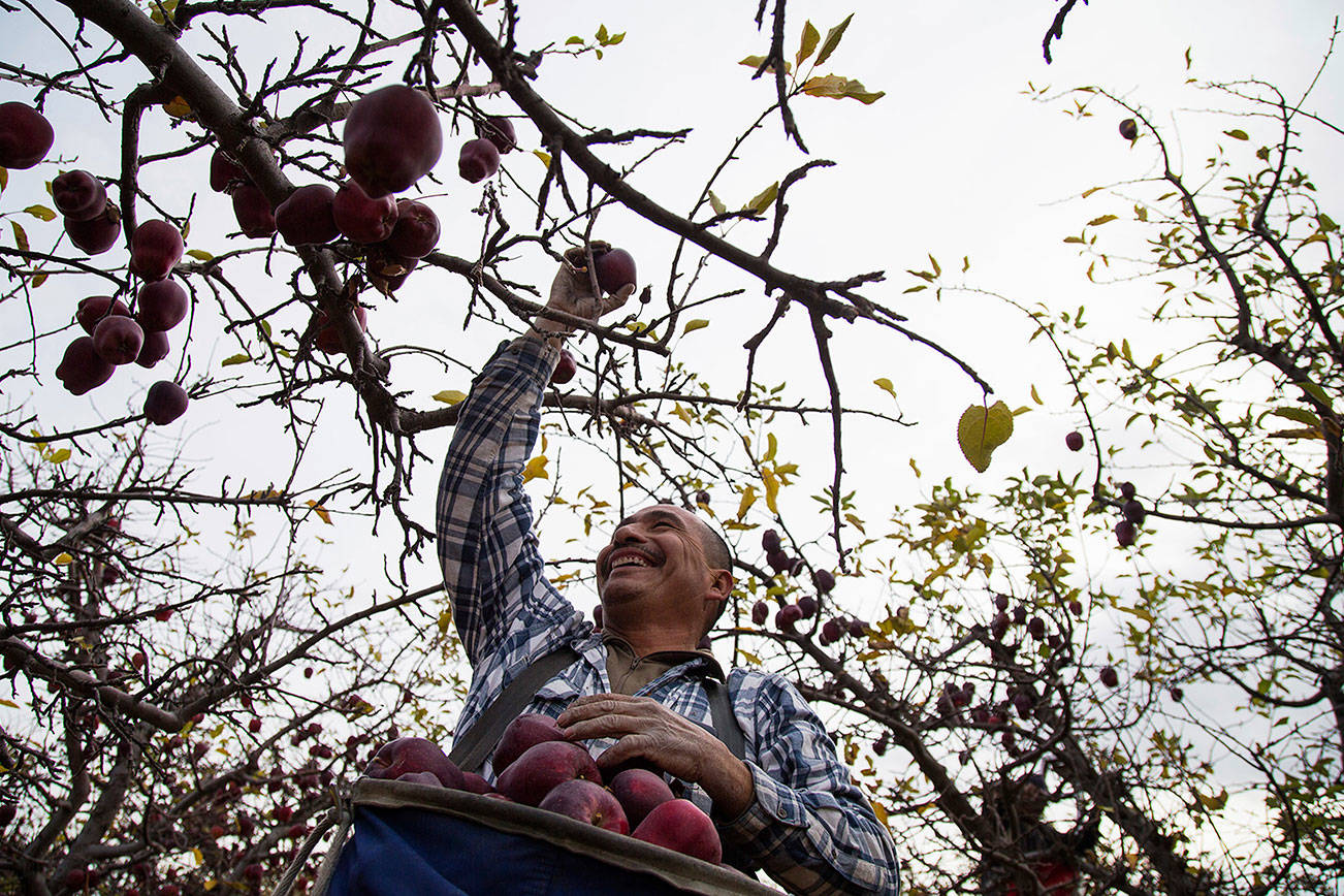 Agricultura de Washington sufre por falta de inmigrantes