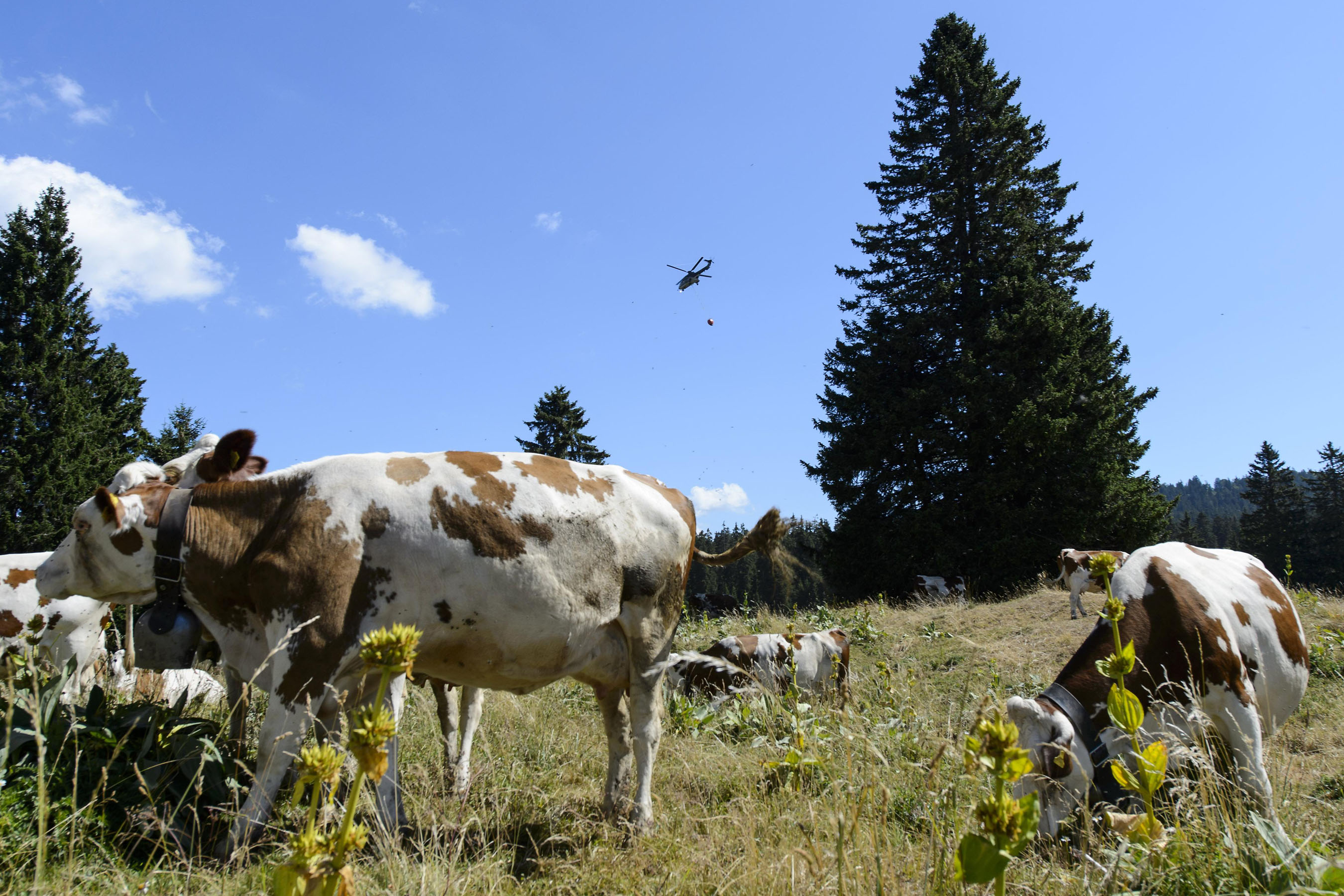 Ejército suizo refresca a las  vacas durante ola de calor