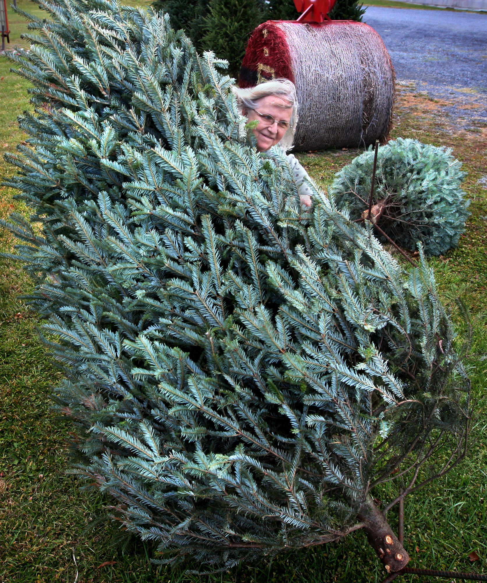 Buscan código genético del árbol de Navidad