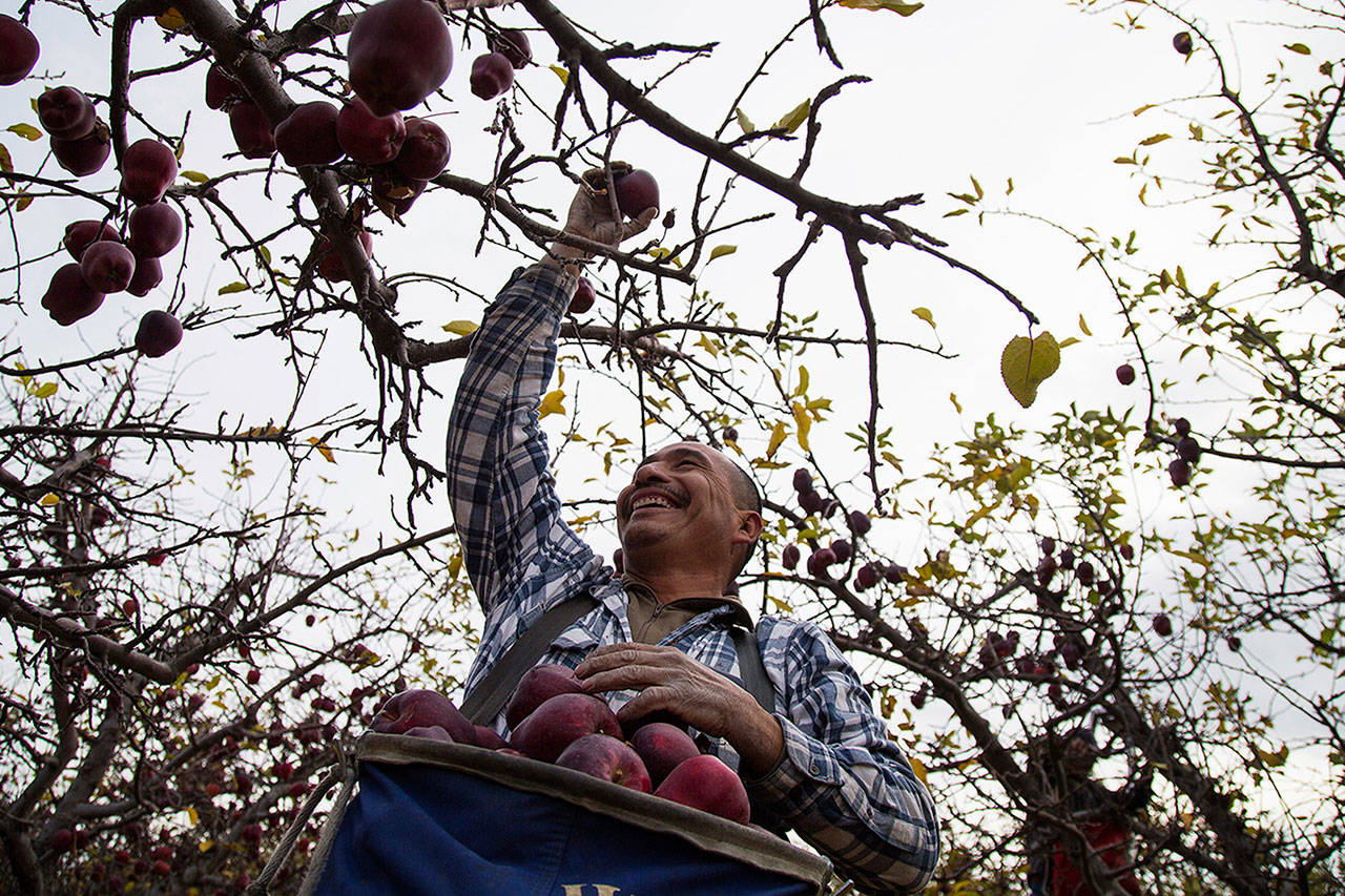 (Shawn Gust/Yakima Herald-Republic/via AP)