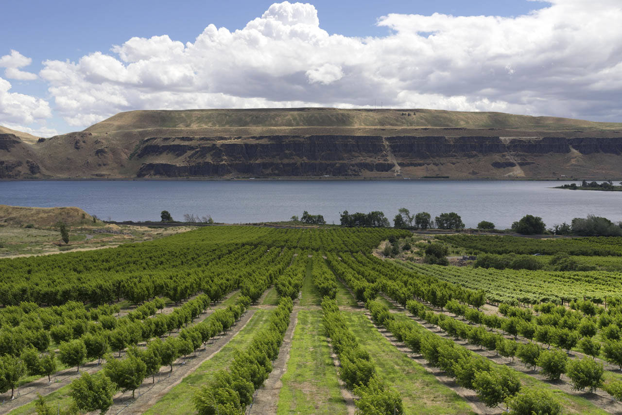 Trabajadores Agrícolas llegan a un acuerdo en caso contra Larson Orchards y Contratistas Laborales