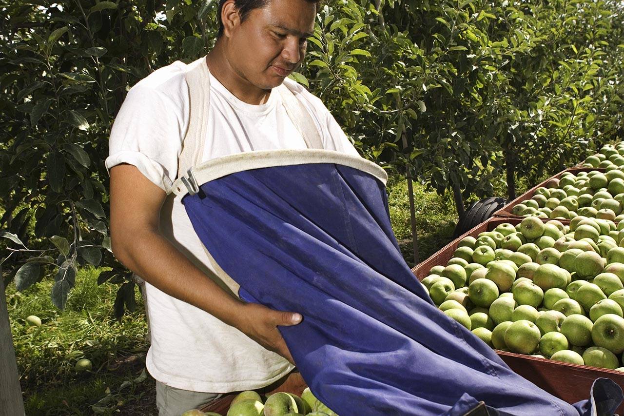 Productores de manzana satisfechos con el fin de las tarifas de México