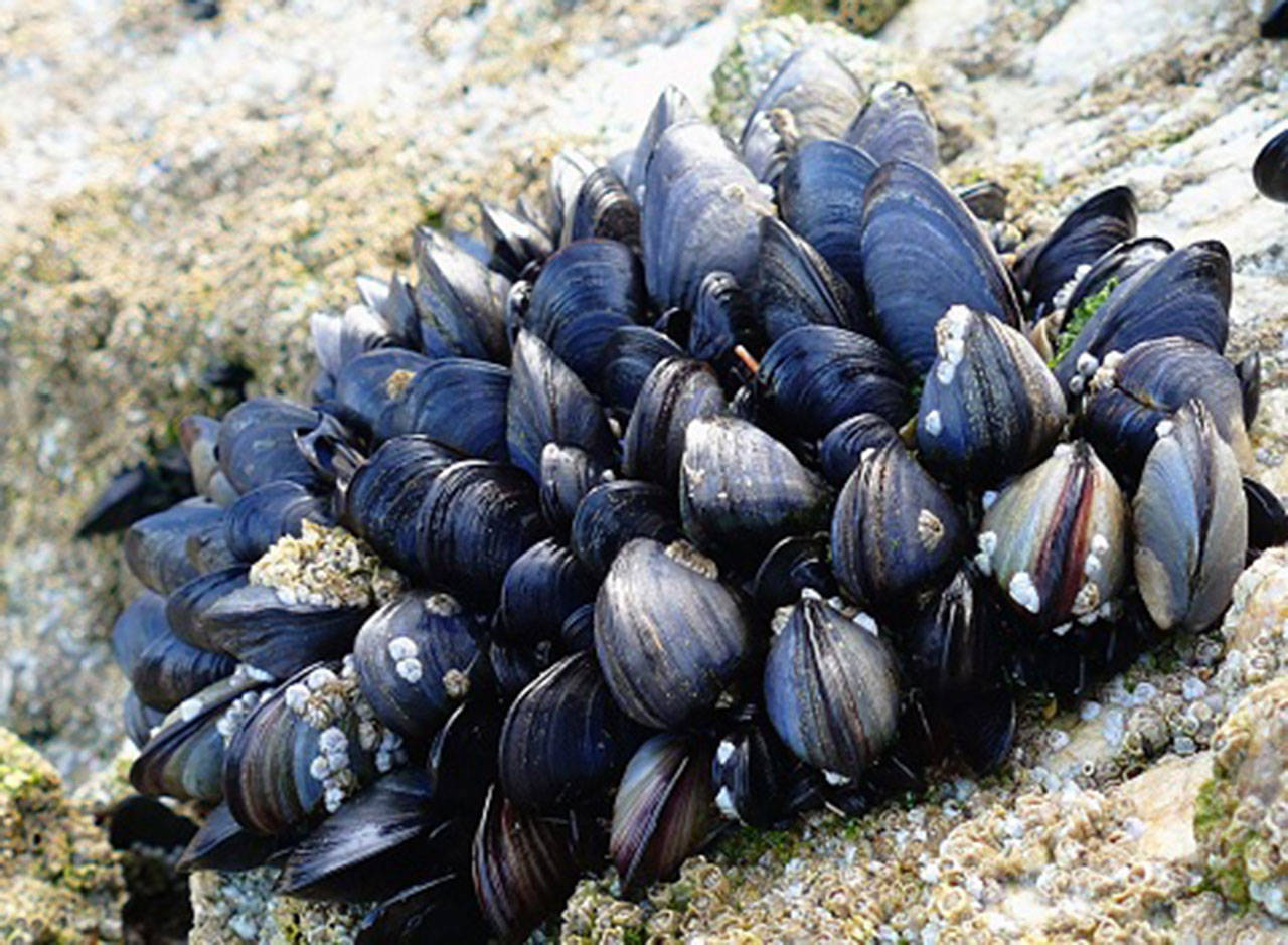 shellfish image