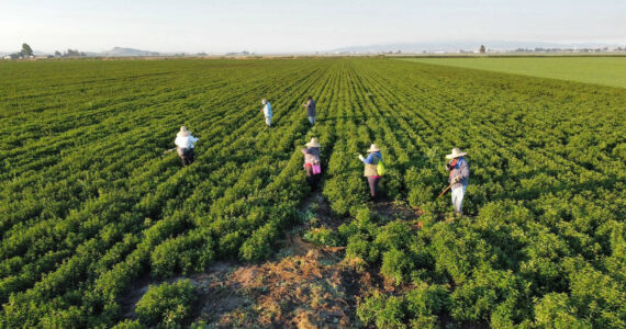 Arriba: Los trabajadores agrícolas en Tulelake, en la zona rural del norte de California, dicen que la retórica política antiinmigrante está sembrando miedo e ira dentro de la comunidad. (Crédito: Manuel Ortiz)