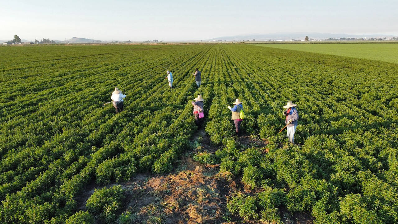 Arriba: Los trabajadores agrícolas en Tulelake, en la zona rural del norte de California, dicen que la retórica política antiinmigrante está sembrando miedo e ira dentro de la comunidad. (Crédito: Manuel Ortiz)